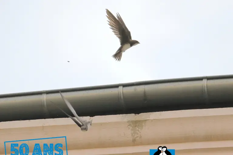 Sorties à Andrézieux-Bouthéon, week-end des 3, 4 et 5 juillet 2026