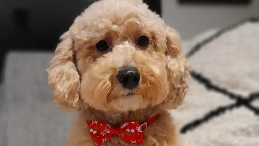 Galland Sandrine Toilettage DOG ANGELS à Andrézieux-Bouthéon