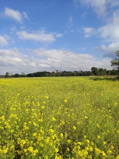 Nouvel étang à 42160 Andrézieux-Bouthéon